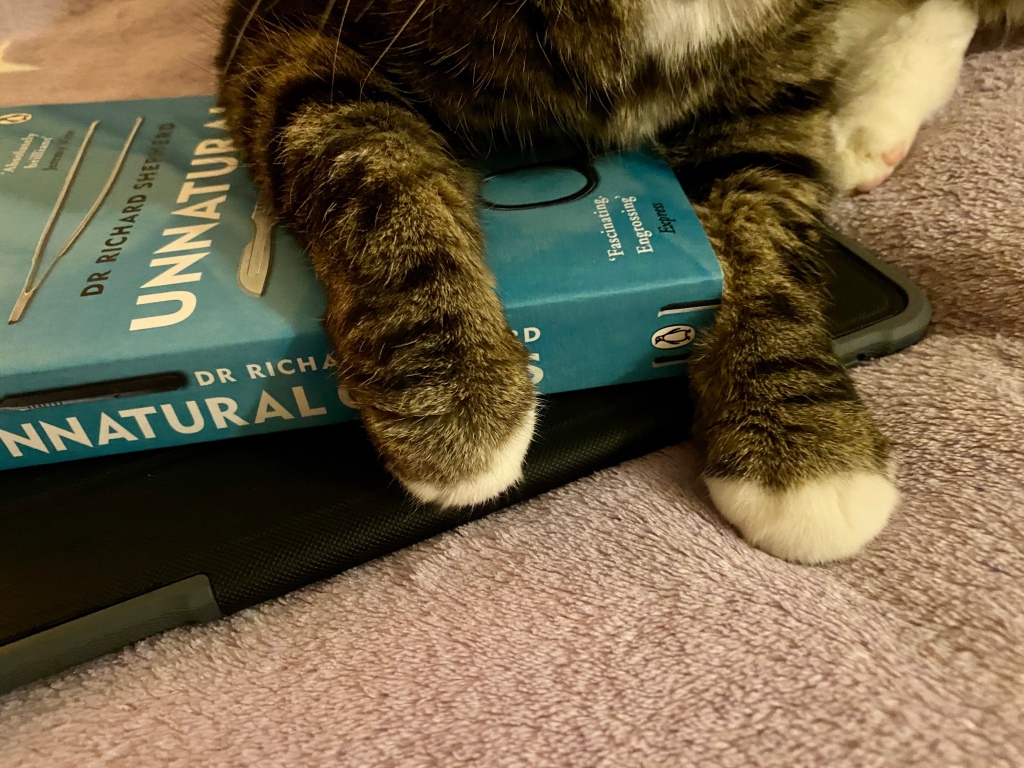Ester, a tabby and white cat with white paws, is laying on top of Pixie’s book. Her feet are placed daintily over the spine of the book, obscuring some of the title.